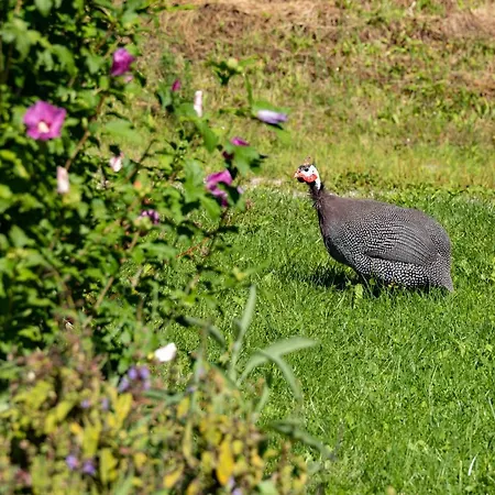 Brunner - Im Hühnerhotel Unterkolbnitz
