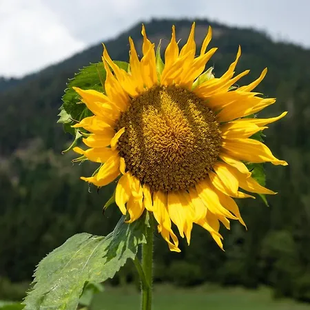 Brunner - Im Hühnerhotel Unterkolbnitz