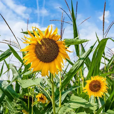 Apartamento Brunner - Im Hühnerhotel 3*