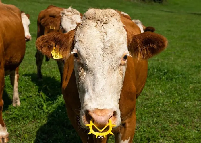 Apartment Brunner - Im Hühnerhotel 3*