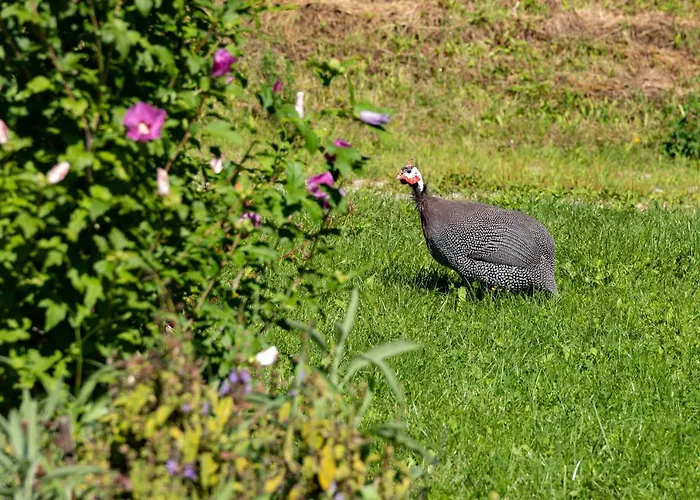 Brunner - Im Hühnerhotel Unterkolbnitz