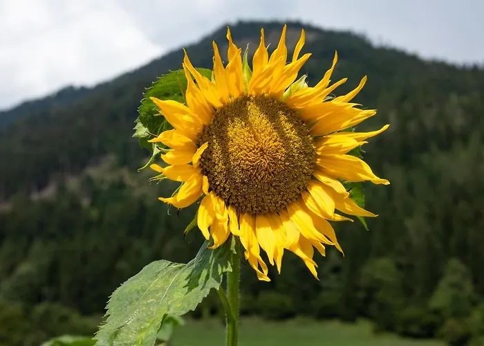 Brunner - Im Hühnerhotel Unterkolbnitz