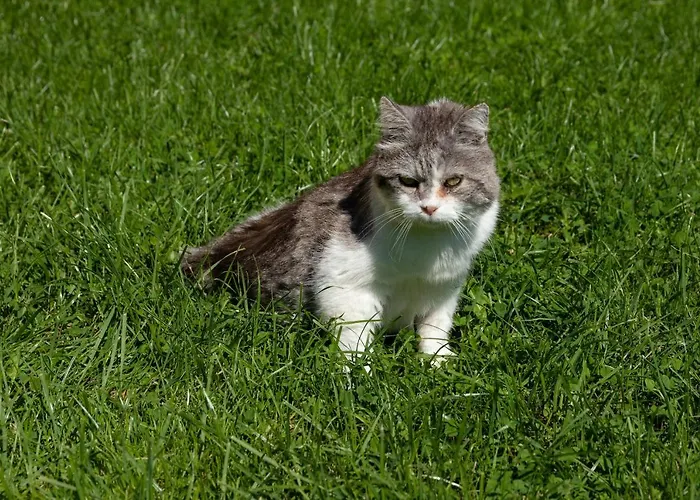 Apartment Brunner - Im Hühnerhotel 3*