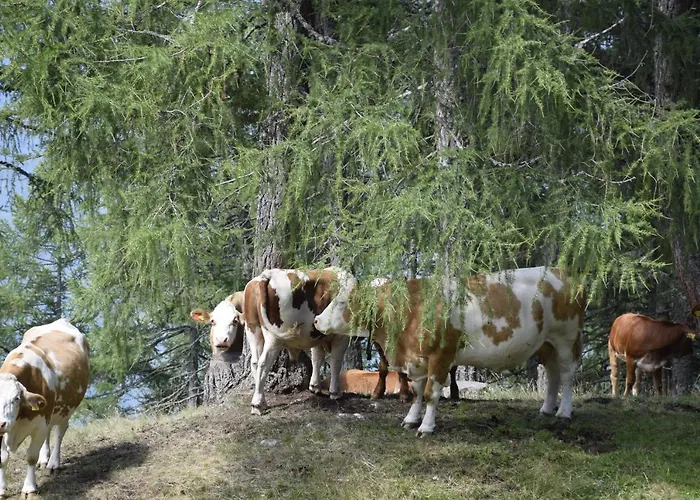 Apartment Brunner - Im Hühnerhotel
