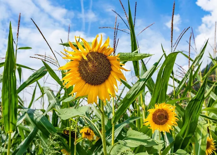 Apartment Brunner - Im Hühnerhotel 3*
