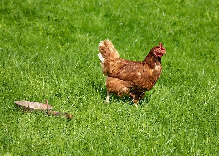 Brunner - Im Hühnerhotel Apartment 3*